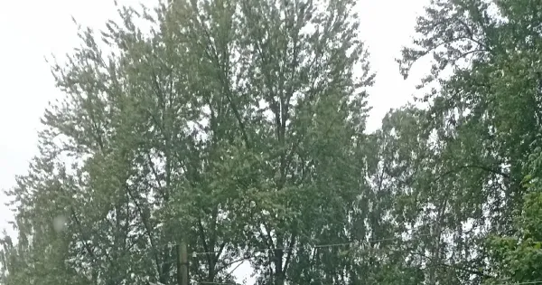 Двор дома №63 по Ленинградскому проспекту в Ярославле, залитый водой во время дождя